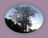 noelmaupas01 * 1024 x 768 * (267KB)