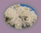 noelmaupas12 * 1024 x 768 * (269KB)