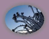 noelmaupas13 * 1024 x 768 * (188KB)